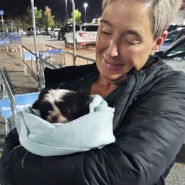 Shih Tzu Puppies from N.F.S.T Imperial ShihTzu Puppies.