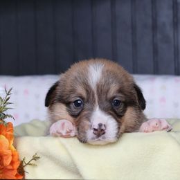 Charlie - Red male Pembroke Welsh Corgi puppy in Morgantown, Pennsylvania from Goldstar Puppies (License Number 18519)