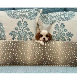 Blenheim Boy 2 - Blenheim male Cavalier King Charles Spaniel puppy in Grand Prairie, Texas from Westchester Cavaliers