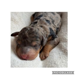 Ducky - Blue merle female Bernedoodle puppy in Hillsboro, Oregon from Myt fine doodles