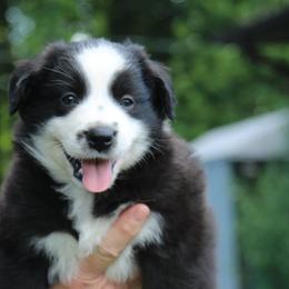 Miniature Australian Shepherd Puppies from Copper Line Aussies