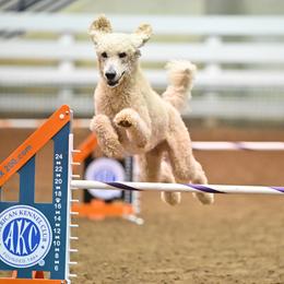 Remington (Remi) - Poodle