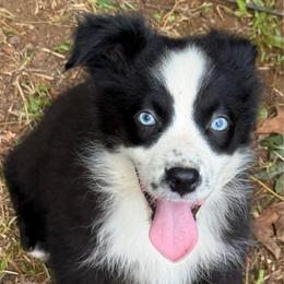 Boone - Black & white male Miniature Australian Shepherd puppy in Patterson, North Carolina from DreamLine Aussies