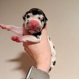 Charisma - Harlequin female Great Dane puppy in Jerusalem, Arkansas from Mara Danes