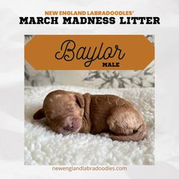 Baylor - Apricot Australian Labradoodle puppy in Mendon, Massachusetts from New England Labradoodles
