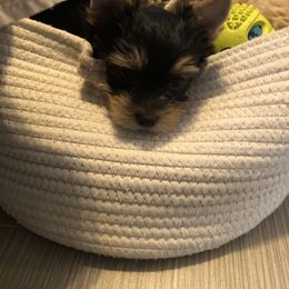 Yorkshire Terrier Puppies from MagnoliaYorkies