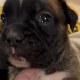(Angila)Fawn Boy 3 feather stripe in nose - Fawn male Boxer puppy in Graham, Washington from Precious Paws Boxer puppies in WA