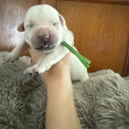 Boy 1 - Yellow male Labrador Retriever puppy in Isanti, Minnesota from Four Corners Family Labs
