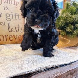 Coco - Black female Cockapoo puppy in Brownsboro, Texas from Fresh Mojo Farms&Paws