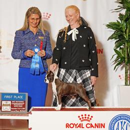 American Staffordshire Terrier and Boston Terrier All Grown Up from Aim High Kennels