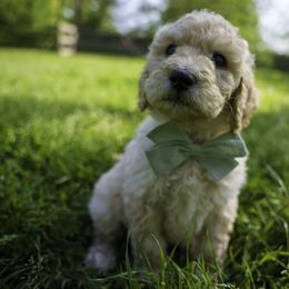 Goldendoodle Puppies from Brazos Valley Goldendoodles