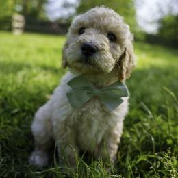 Goldendoodle Puppies from Brazos Valley Goldendoodles