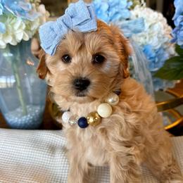 Rose Amelia - female Cavapoochon puppy in Lucas, Ohio from Apricot Lane Puppy