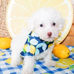 Tiny Tim - White male Poodle puppy in Hugo, Oklahoma from Ann R.