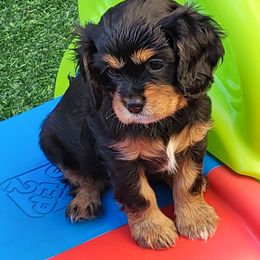 Cavalier King Charles Spaniel Puppies from Penny's from Heaven