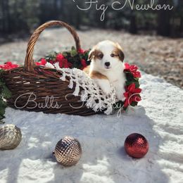 Fig Newton - Red American Corgi puppy in Cameron, North Carolina from Butts Family Corgis