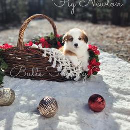 Fig Newton - Red American Corgi puppy in Cameron, North Carolina from Butts Family Corgis