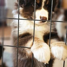 Yeti (blue collar) - Red tri-color male Miniature American Shepherd puppy in Griswold, Connecticut from Flatrock's Mini American Shepherd's