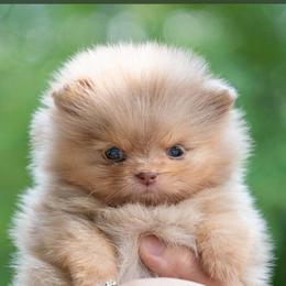Chihuahuas and Pomeranians from Exotic City Pomeranians and chihuahuas