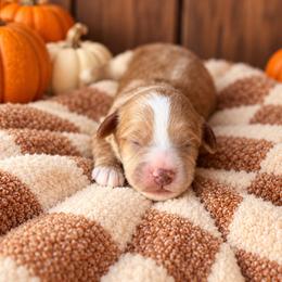 Gravy - Red  male Goldendoodle puppy in Atwood, Oklahoma from Luxe Doodle Haven