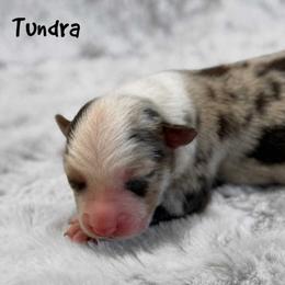Tundra - Red merle male Miniature Australian Shepherd puppy in Garden Plain, Kansas from Krazy K Aussies