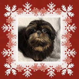 Cole - Black and tan male Shih Tzu puppy in Tenino, Washington from Fantasy Realm Shih Tzus