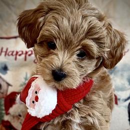 Cavapoos, Maltipoos, Poodles, and Yorkipoos from Wonderfully Made Poodles & Doodles
