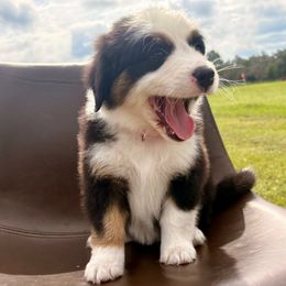 Pink collar - Black tri female Miniature Australian Shepherd puppy in 32046, Florida from River Hill Ranch