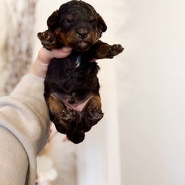 Six-Seven - Phantom male Poodle puppy in Chapel Hill, North Carolina from Cyndi’s Poodles