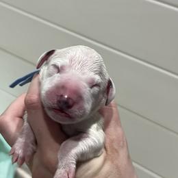 Light blue - White and black male Dalmatian puppy in Austin, Texas from Dazzling Dalz