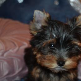Yorkshire Terrier Puppies from Pooch Perfect Puppies