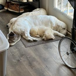 Golden Retriever Puppies from Mule City Kennels