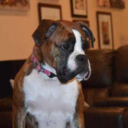 Annie Oakley - Boxer