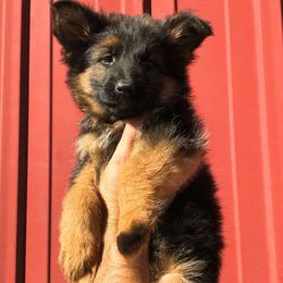 Eve (yellow) - Black and red female German Shepherd puppy in Union City, Ohio from God’s Gifts German Shepherds