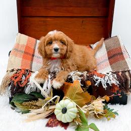 Timber - Red male Cavapoo puppy in North Carolina from NC Doodle Puppies