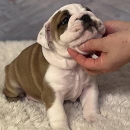 Bulldog Puppies from Sweet Rolls