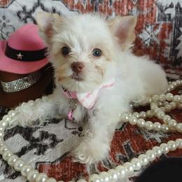 EsPoir - Parti female Yorkshire Terrier puppy in Humble, Texas from Marnax Yorkshire Babies