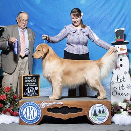 Blaze - Golden Retriever