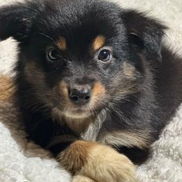 Jasmine - Black tri-color female Australian Shepherd puppy in Albertville, Alabama from Salt Creek Aussies