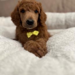 Yellow collar boy - Red  male Poodle puppy in Riverside, California from Riverside red poodles