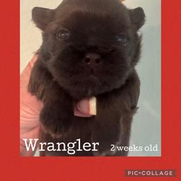 Wrangler - Liver male Shih Tzu puppy in Beatrice, Nebraska from I Shih Tzu Not Puppies