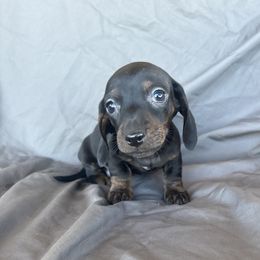 Rufus - Black and tan male Dachshund puppy in Tonopah, Arizona from Brandie's Dachshunds