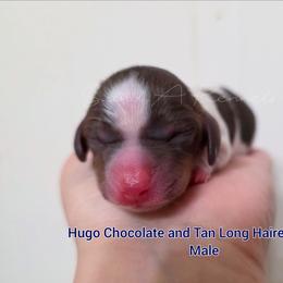 Hugo - Piebald male Dachshund puppy in Quitman, Mississippi from S-and-A Kennels
