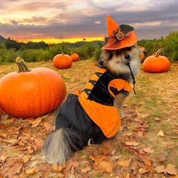 Cabella - Pomeranian