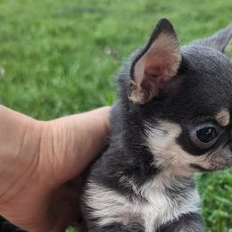 Ezra $3,500 - Blue and tan Chihuahua puppy in Maryland from A & O Cherished Chihuahuas