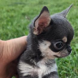 Ezra $3,500 - Blue and tan Chihuahua puppy in Maryland from A & O Cherished Chihuahuas