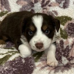 Tui - Red tri male Miniature Australian Shepherd puppy in Grady, Arkansas from KAREN K MCPHERSON