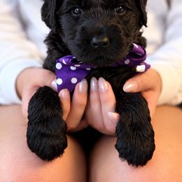 Miss Purple Collar - Black female Australian Labradoodle puppy in Wake Forest, North Carolina from Lucky Country Labradoodles