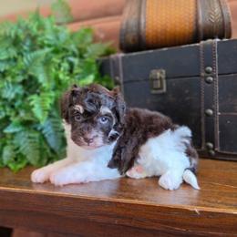 Cinderella - Brown female Schnoodle puppy in Grove, Oklahoma from Grand Lake Poodles & Doodles