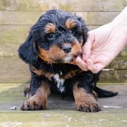 Shiloh's Boy: Black Tri - Red merle male Aussiedoodle puppy in Burkesville, Kentucky from Bline’s Awesome Aussies & Doxies at the Bline Family Farm